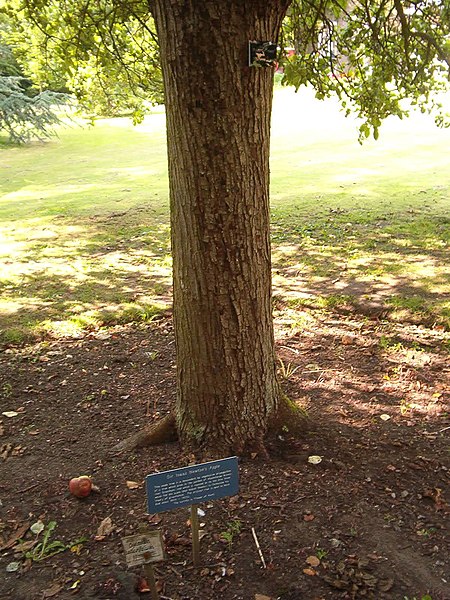 File:Newton's tree, Botanic Gardens, Cambridge.JPG