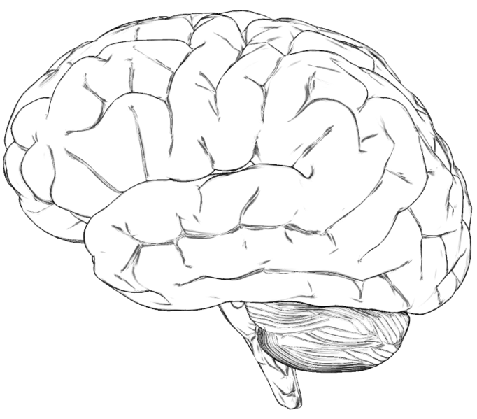File:Hersenen.png
